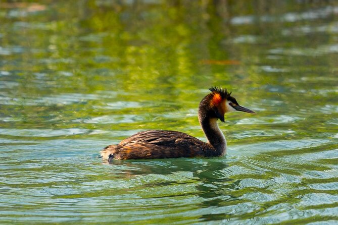 Skadar Lake National Park: Birdwatching & Photography Tour - Photography conditions and what to bring