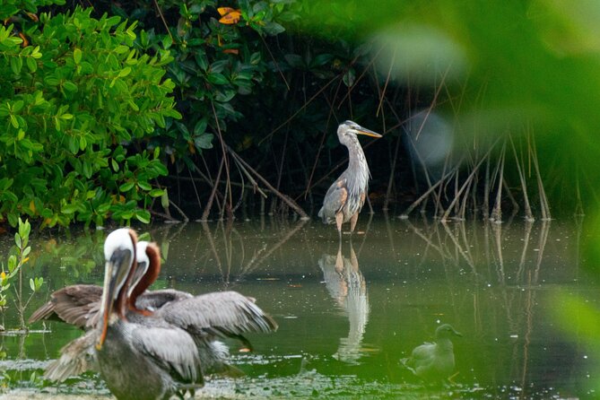 Skadar Lake National Park: Birdwatching & Photography Tour - Timing, weather, and practical limits