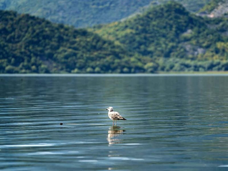 Skadar Lake National Park: Birdwatching & Photography Tour - Who should book this Lake Skadar trip