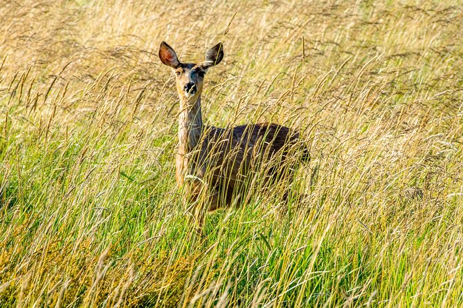 Skagit Valley Birding + Deception Pass Day Tour From Seattle - What the $262 price really covers