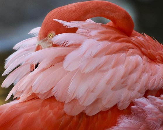 Skip the Line: Flamingo Gardens Admission Ticket in Fort Lauderdale - Key points at a glance