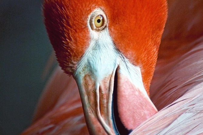 Skip the Line: Flamingo Gardens Admission Ticket in Fort Lauderdale - Entering a 60-acre piece of old Florida