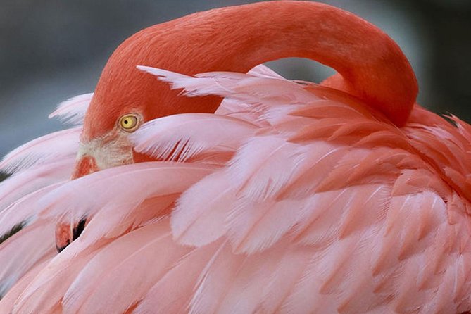 Skip the Line: Flamingo Gardens Admission Ticket in Fort Lauderdale - Start with the tram, then walk at your own pace