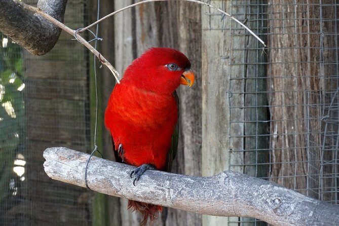 Skip the Line: World of Birds Admission Ticket - Key Points to Know Before You Go