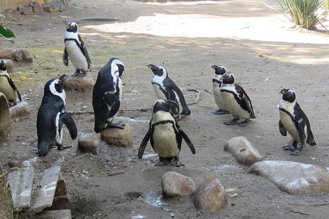 Skip the Line: World of Birds Admission Ticket - The Monkey Jungle and the Family Appeal