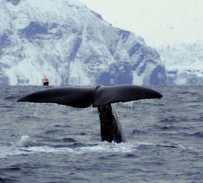 Skjervøy: Birds and Wildlife of Arctic Norway - Starting at the red door in Skjervøy