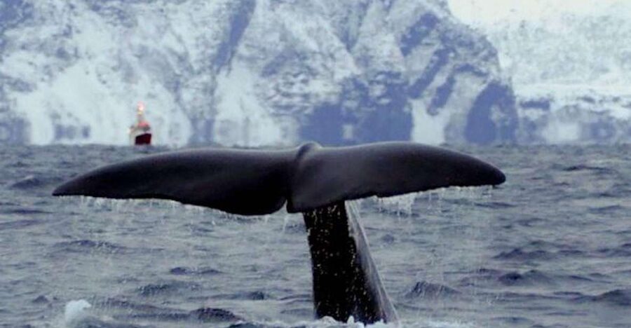 Skjervøy: Birds and Wildlife of Arctic Norway - White-beaked dolphins and porpoises