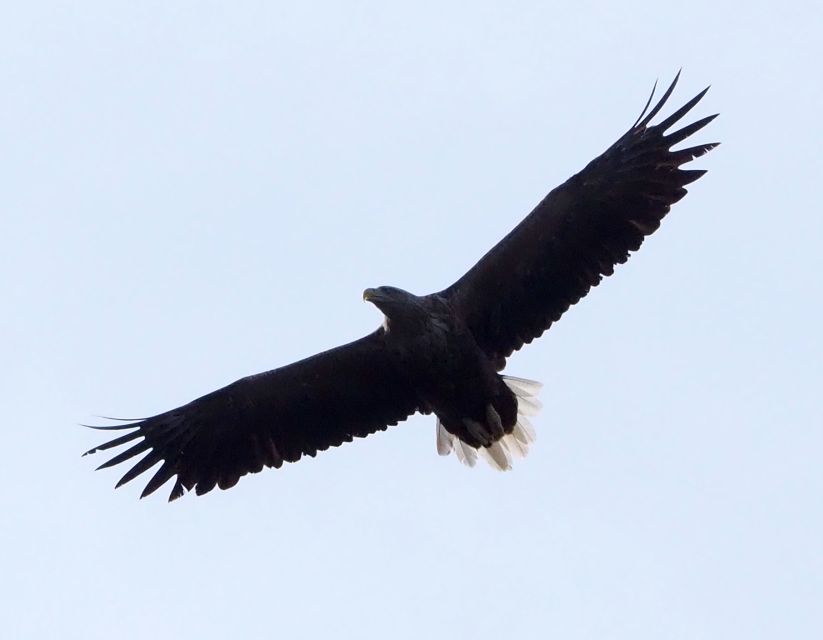 Skjervøy: Birds and Wildlife of Arctic Norway - Eagles, seabirds, and the best birdwatching months
