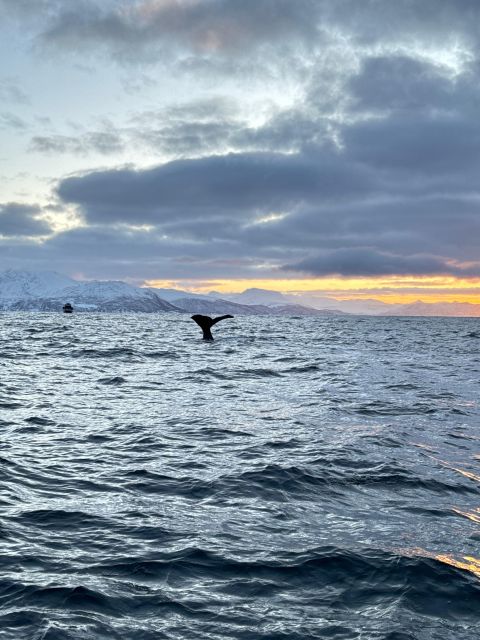Skjervøy: Birds and Wildlife of Arctic Norway - Sami and Norwegian stories on the water