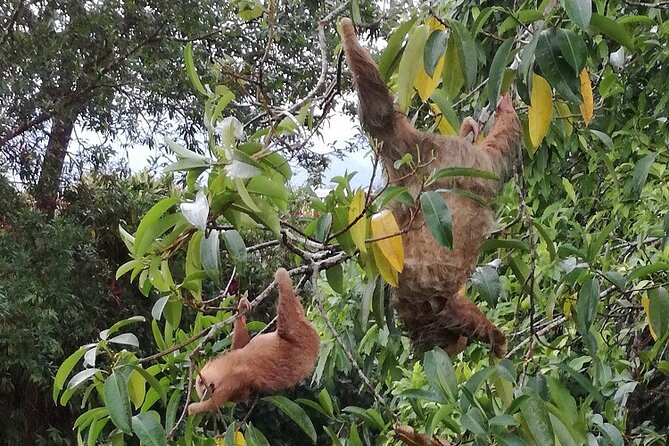 Slothies and Birds Sightseeing - Why this short walk works so well in La Fortuna