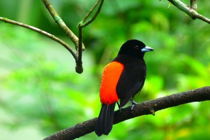 Slothies and Birds Sightseeing - The 2-kilometer trail through secondary rainforest