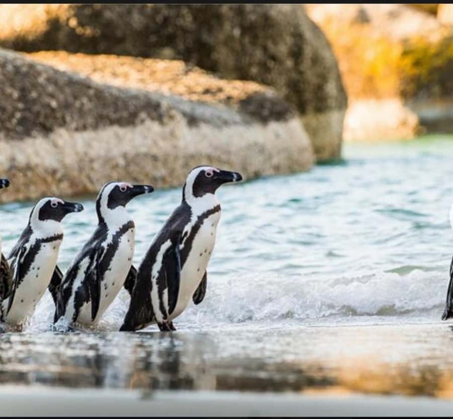 Small Group: African Penguins,Boulders beach-Half-Day Tour. - Key points at a glance