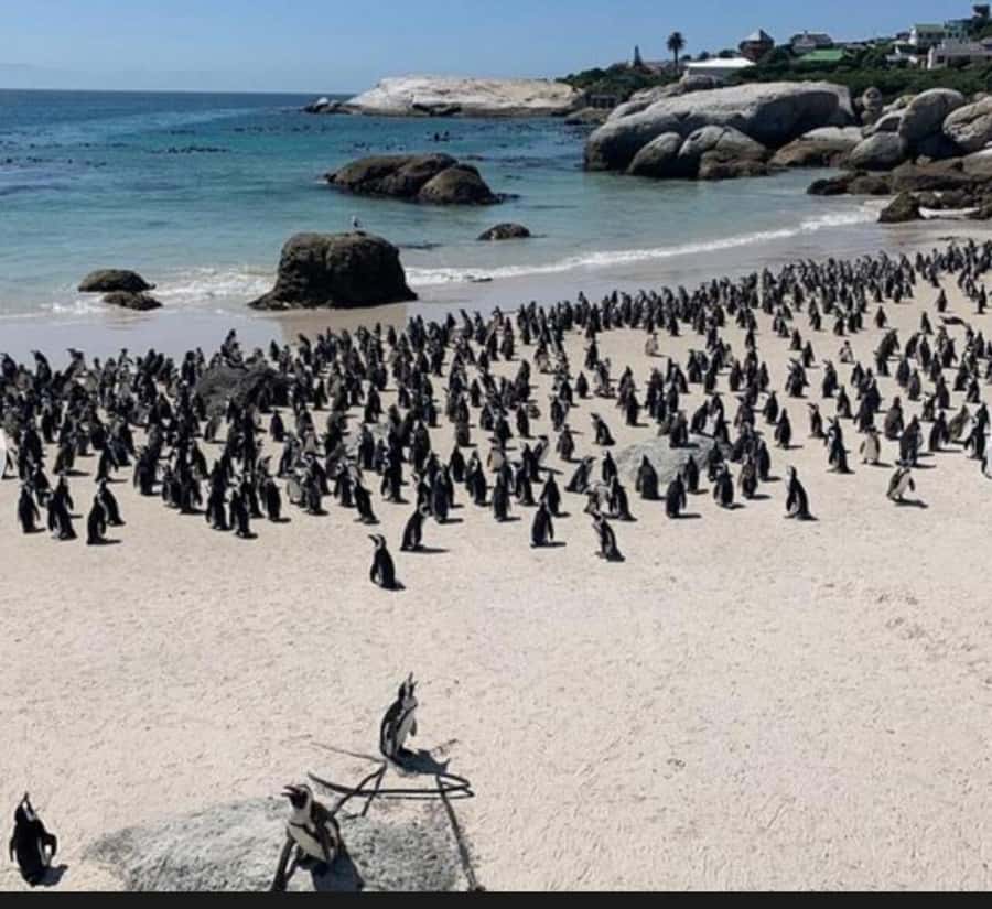 Small Group: African Penguins,Boulders beach-Half-Day Tour. - Why this half-day route works