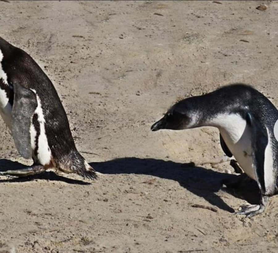 Small Group: African Penguins,Boulders beach-Half-Day Tour. - Maiden’s Cove and the Camps Bay finish