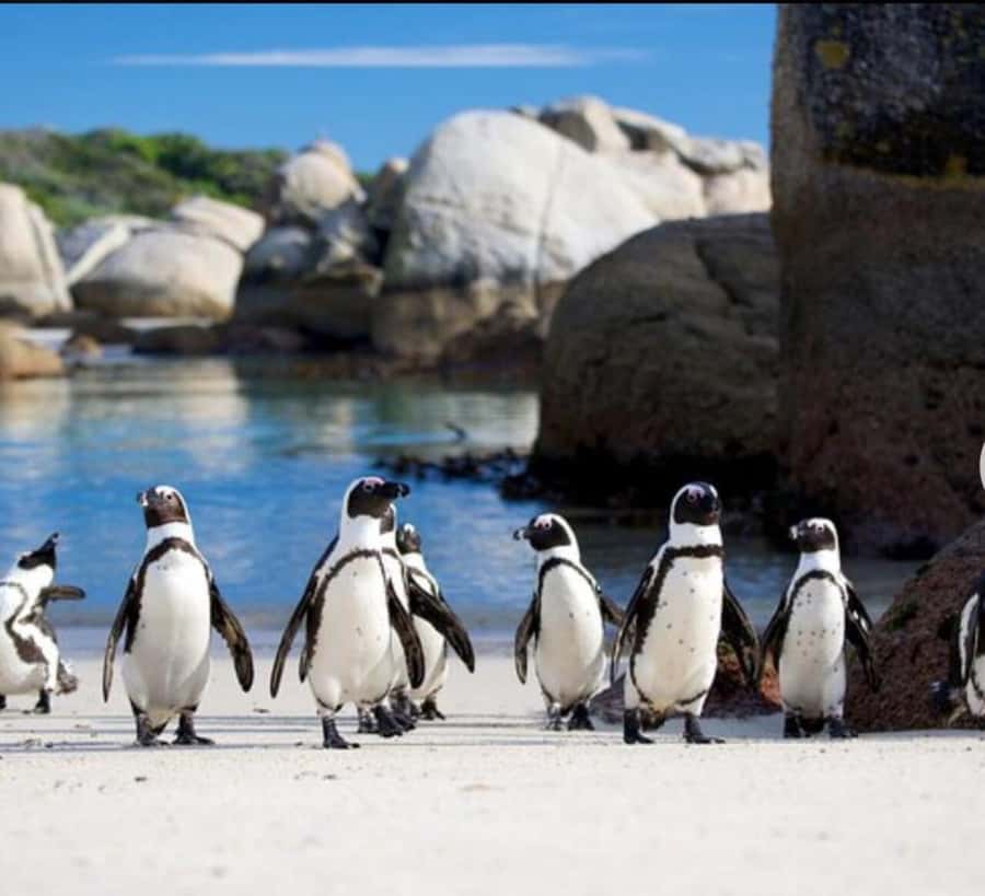 Small Group: African Penguins,Boulders beach-Half-Day Tour. - Meeting the African penguins at Boulders Beach