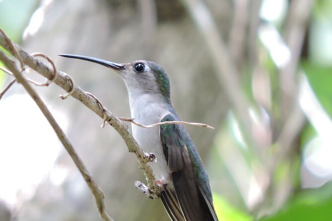 Small-Group Birdwatching Sian Kaan with professional guide - Key points to know before booking