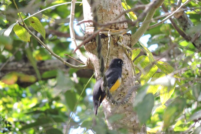 Small-Group Birdwatching Sian Kaan with professional guide - Why this Sian Kaan morning works for birdwatchers
