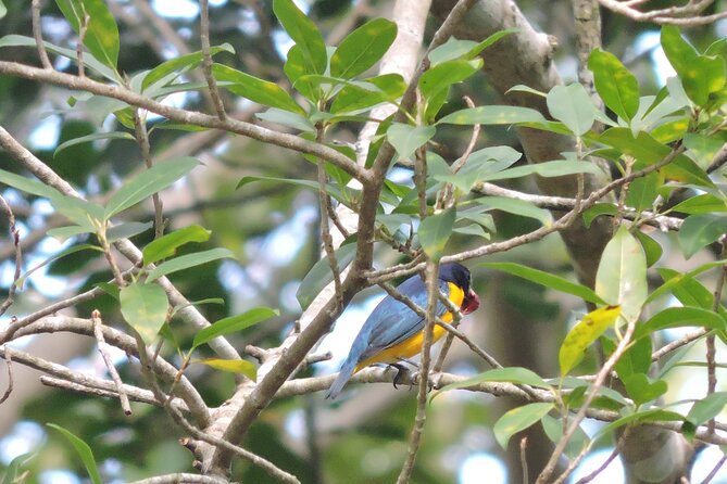 Small-Group Birdwatching Sian Kaan with professional guide - Endemic birds, migrants, and the chance of a toucan