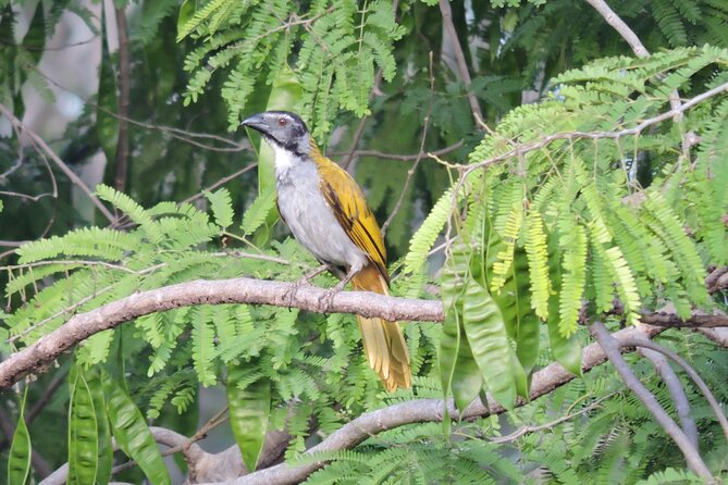Small-Group Birdwatching Sian Kaan with professional guide - Small-group value at $100 per person