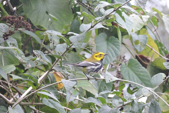 Small-Group Birdwatching Sian Kaan with professional guide - Cancellation details worth noting