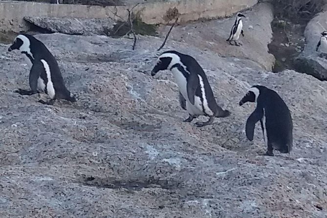 Small Group Cape Of Good Hope Penguins Wine Tasting Inc Park Fees - Cape Point and the Cape of Good Hope