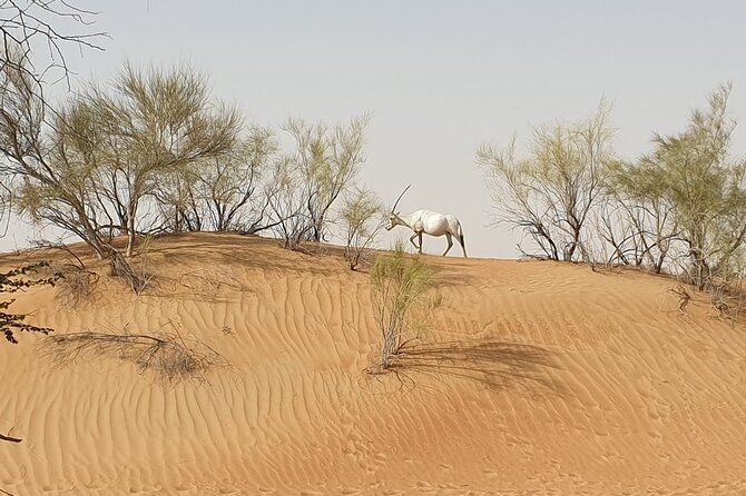 Small-Group Tour: Falcon 2—Dubai Falconry Safari - Who should book this morning