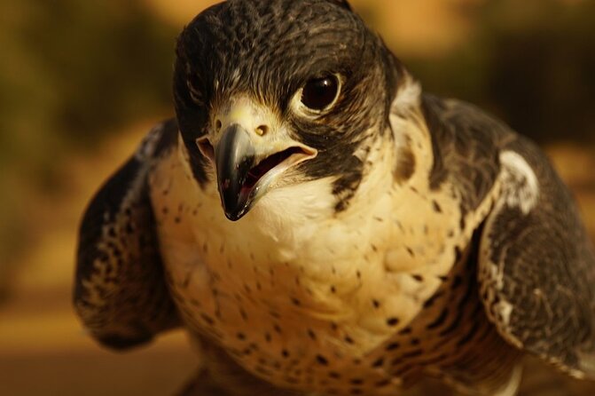Small-Group Tour: Falcon 2—Dubai Falconry Safari - Practical planning for the morning