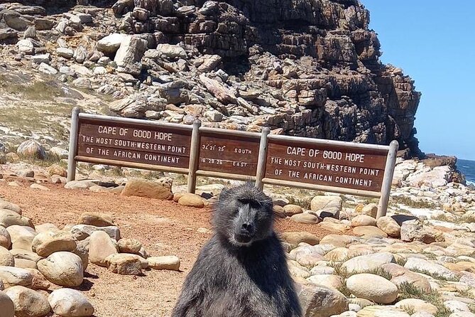 Small Group Tour: Penguins, Cape Point and Cape of Good Hope - Key things to know before you go