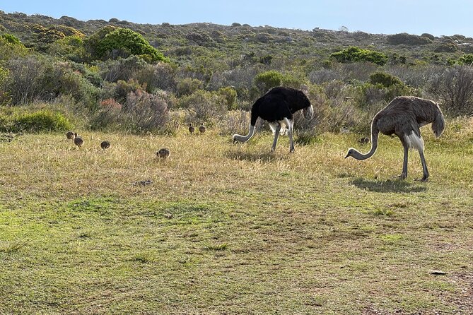 Small Group Tour: Penguins, Cape Point and Cape of Good Hope - A full day from Bo-Kaap to the Cape Peninsula