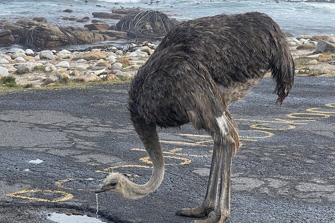 Small Group Tour: Penguins, Cape Point and Cape of Good Hope - Cape of Good Hope and Cape Point