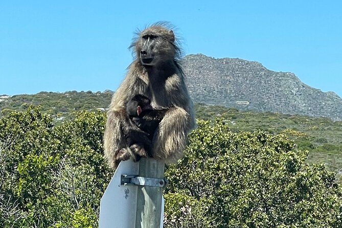 Small Group Tour: Penguins, Cape Point and Cape of Good Hope - Bo-Kaap’s colorful houses and a short introduction