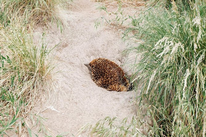 Small Tour (8 ppl) Phillip Island Hike & Penguin Parade Day Tour - A full day from Melbourne to Phillip Island