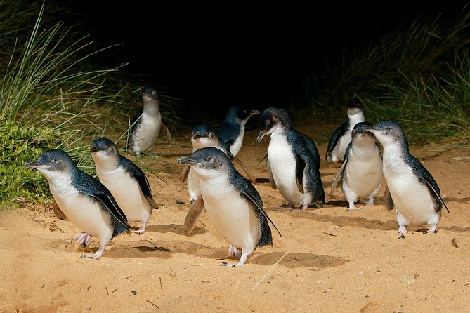 Small Tour (8 ppl) Phillip Island Hike & Penguin Parade Day Tour - Who will enjoy this Phillip Island day