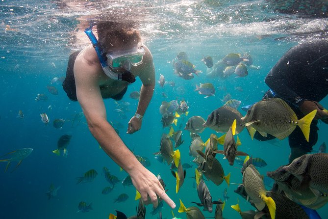 Snorkel & Explore Pelican Rock by Glass Boat + Photos - Cabo San Lucas, tequila, and shopping