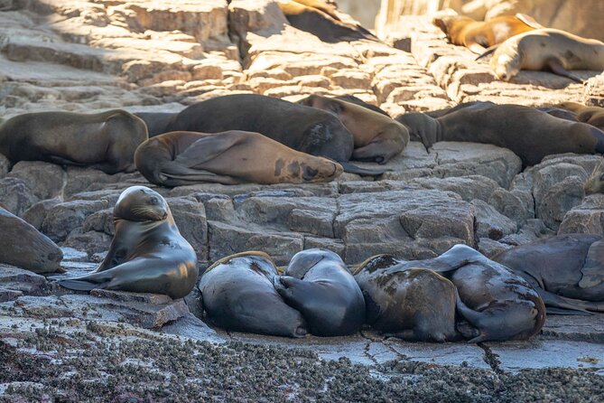 Snorkel & Explore Pelican Rock by Glass Boat + Photos - Photos, CDs, and what you actually receive