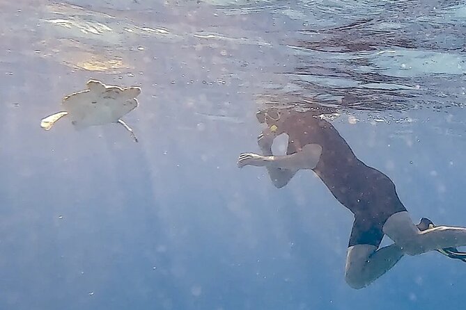 Snorkel with Turtles & see the Flamingos - Shore snorkeling near Bonaire’s salt pier