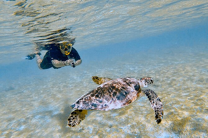 Snorkel with Turtles & see the Flamingos - A guide who adjusts the swim to you