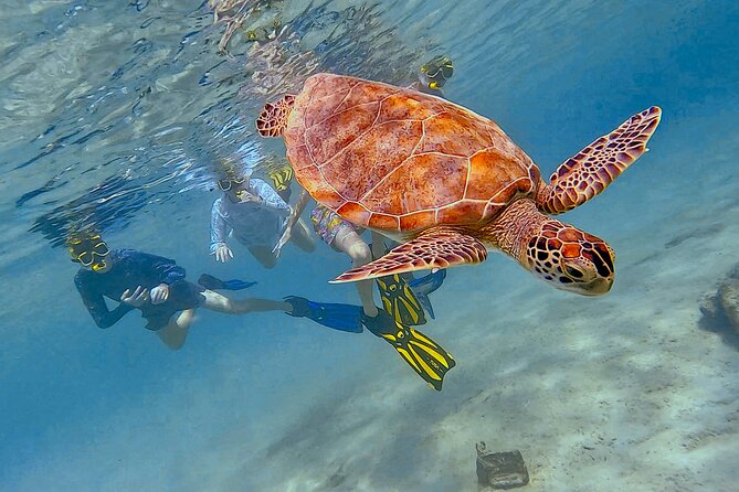 Snorkel with Turtles & see the Flamingos - From salt flats to flamingo country