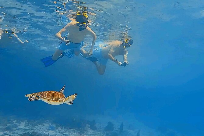 Snorkel with Turtles & see the Flamingos - What the two-and-a-half-hour schedule feels like