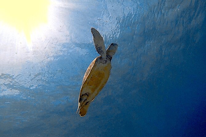 Snorkel with Turtles & see the Flamingos - Why the small group changes the value