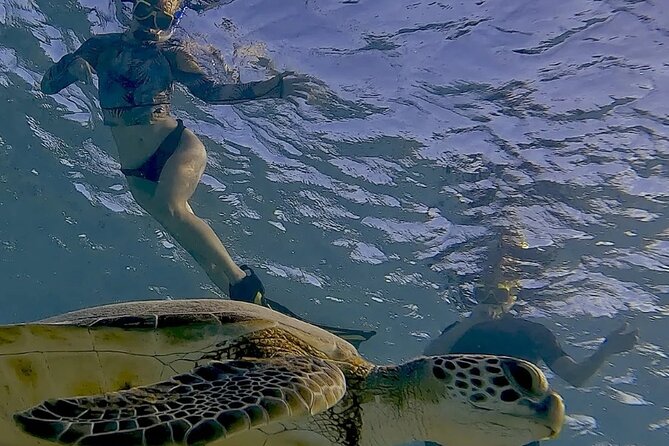 Snorkel with Turtles & see the Flamingos - Who will enjoy this Bonaire outing most