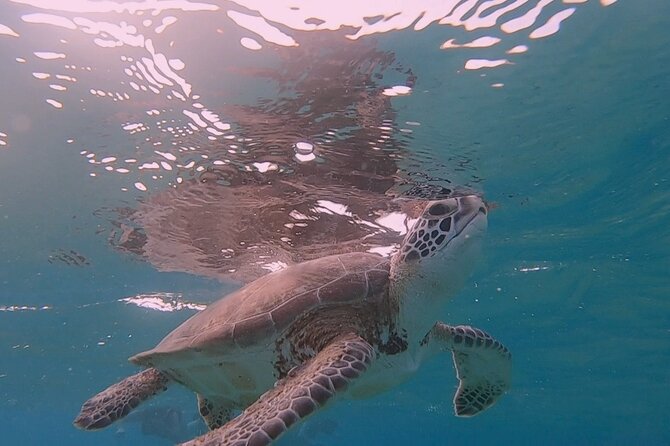 Snorkel with Turtles & see the Flamingos - Turtles without feeding or chasing