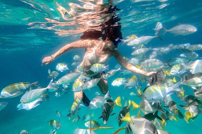 Snorkeling at Pelicans Rock - From San Jose del Cabo to the Cabo marina