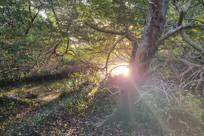 Spanish Lagoon Mangrove Trail & Bird Watching - Key points to know before booking