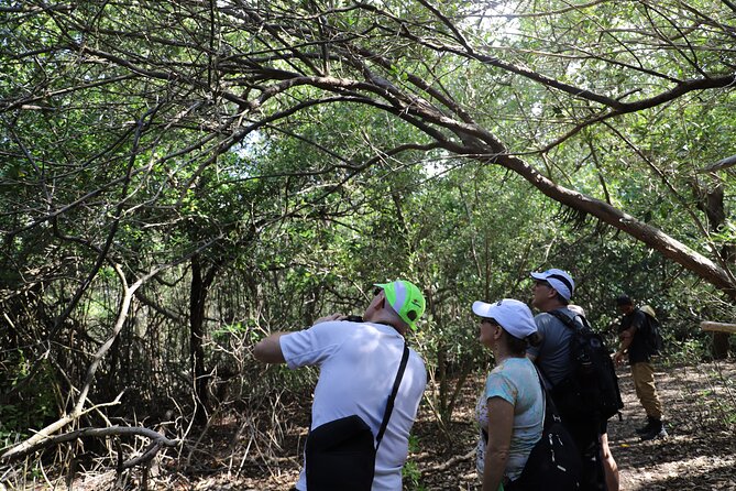 Spanish Lagoon Mangrove Trail & Bird Watching - What the $90 price really covers