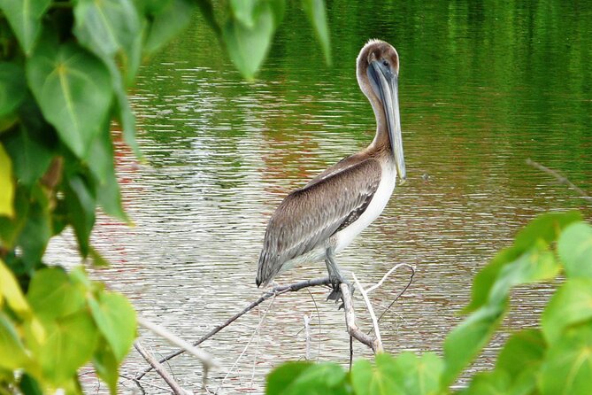 St.Martin - St.Maarten: Small Group, Birding Tour / Bird Watching Tour - Key points at a glance