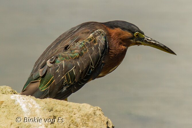St.Martin - St.Maarten: Small Group, Birding Tour / Bird Watching Tour - Why this St. Maarten bird tour is different