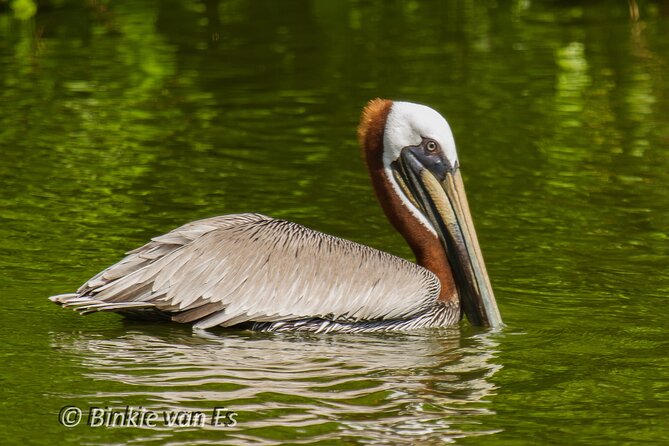 St.Martin - St.Maarten: Small Group, Birding Tour / Bird Watching Tour - A guide who knows where to look