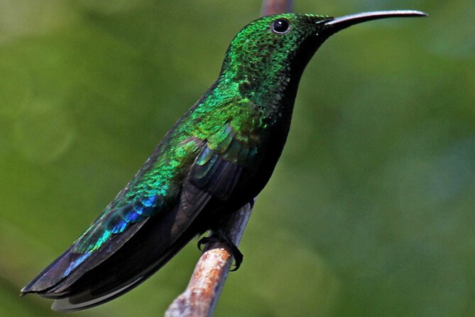 St.Martin - St.Maarten: Small Group, Birding Tour / Bird Watching Tour - Binoculars, a sighting pad, and simple refreshments