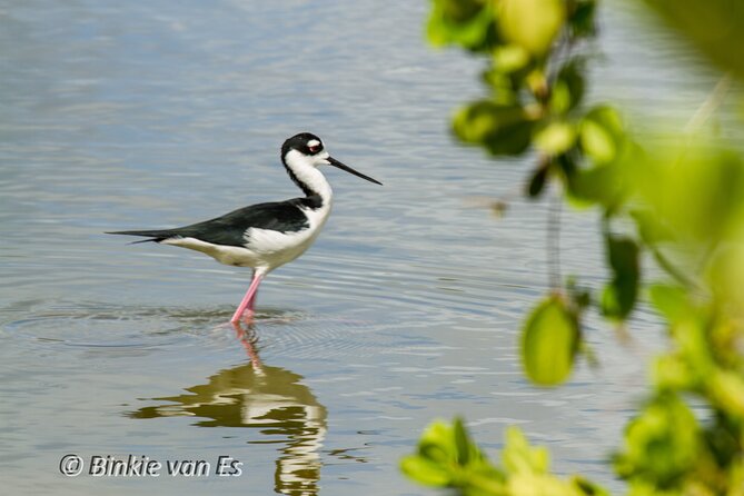 St.Martin - St.Maarten: Small Group, Birding Tour / Bird Watching Tour - The value of a $129 small-group outing